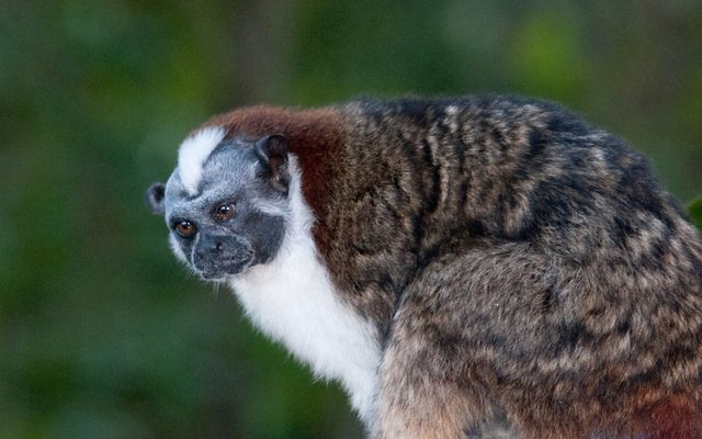 Geoffroy's Tamarin reference