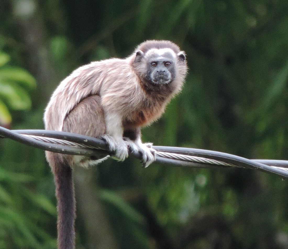 White-footed Tamarin reference