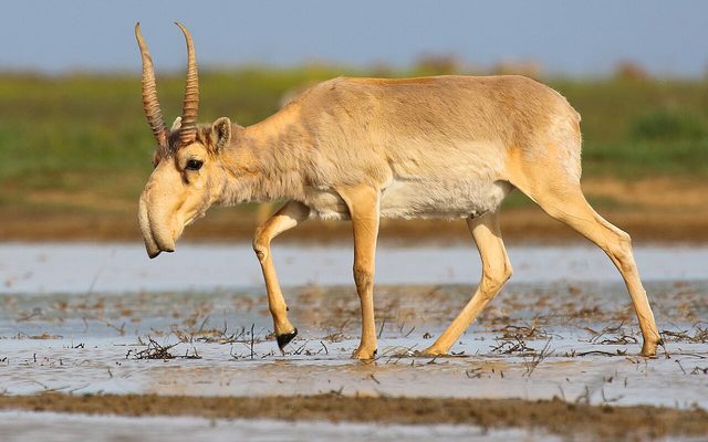 Saiga Antelope reference