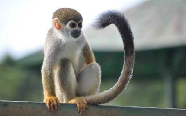 Humboldt's Squirrel Monkey reference