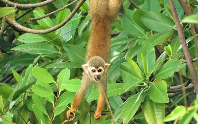 Collins' Squirrel Monkey reference