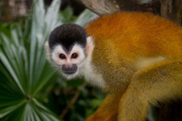 Common Squirrel Monkey reference