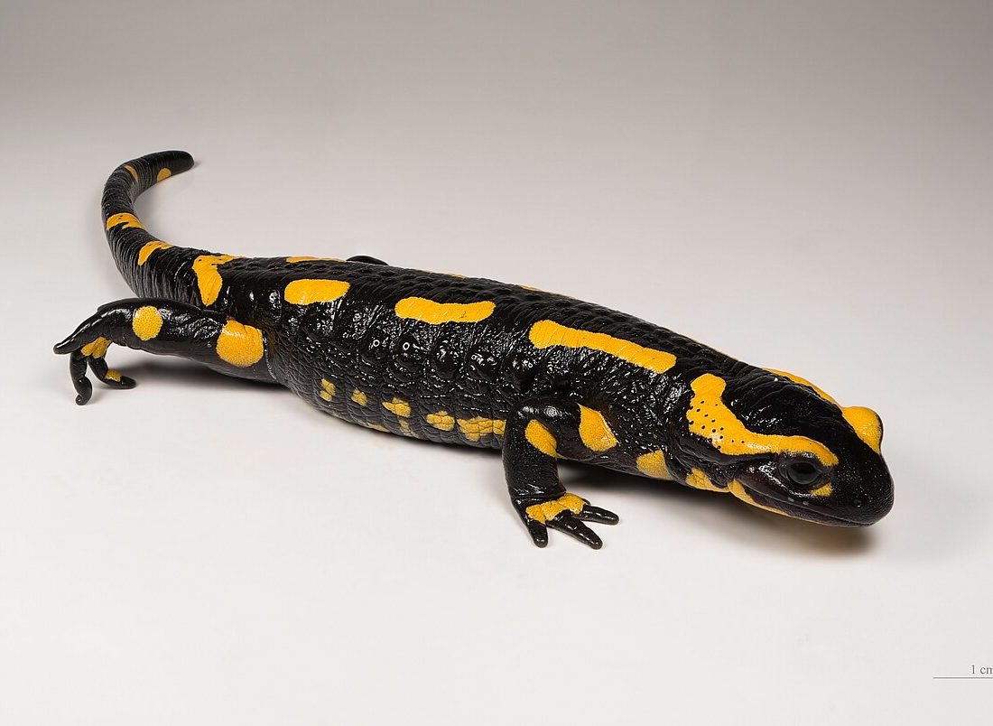 Fire Salamander reference
