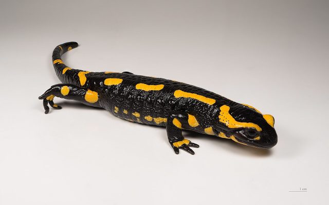 Fire Salamander reference
