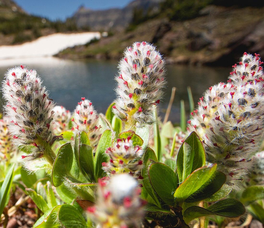 Arctic Willow reference