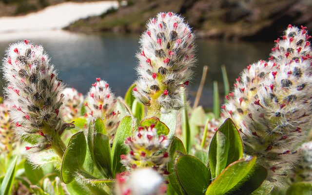 Arctic Willow reference