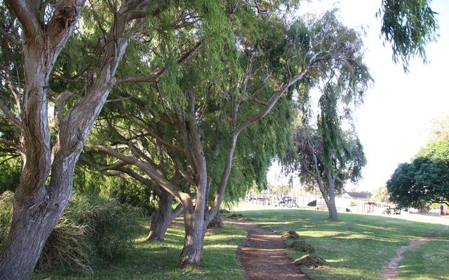 Weeping Willow reference