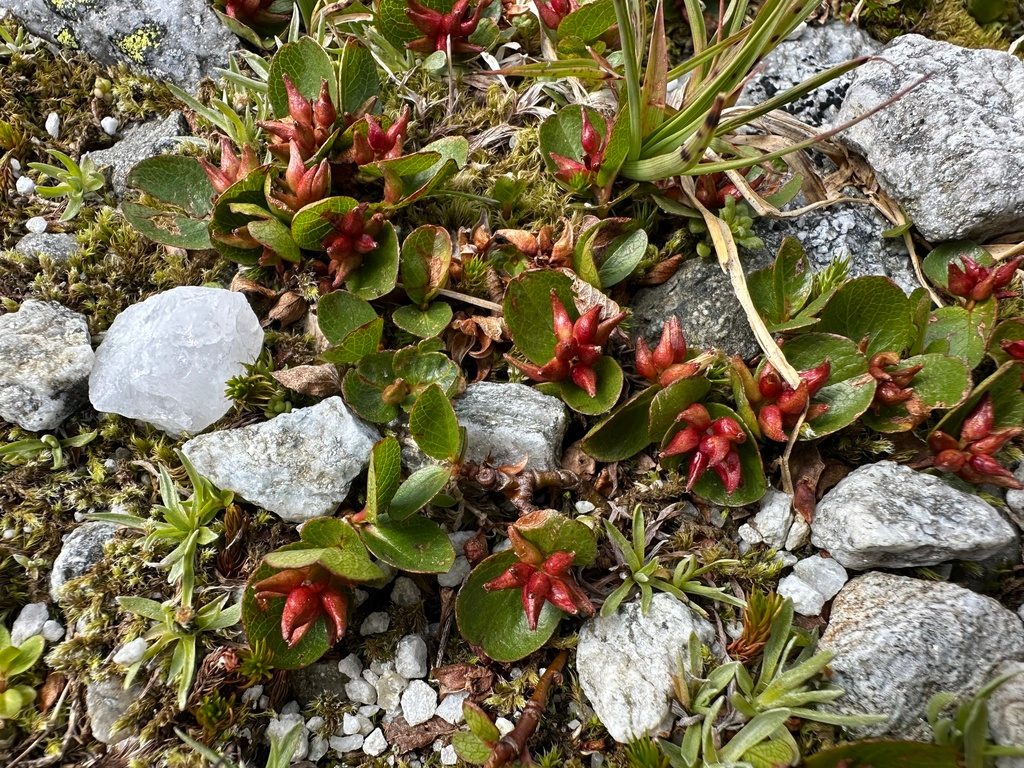 Dwarf Willow reference