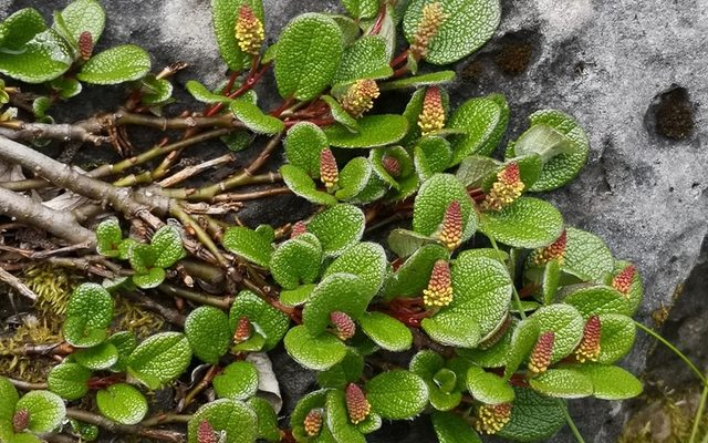 Netleaf Willow reference