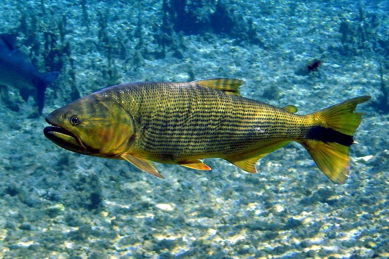 Golden Dorado reference