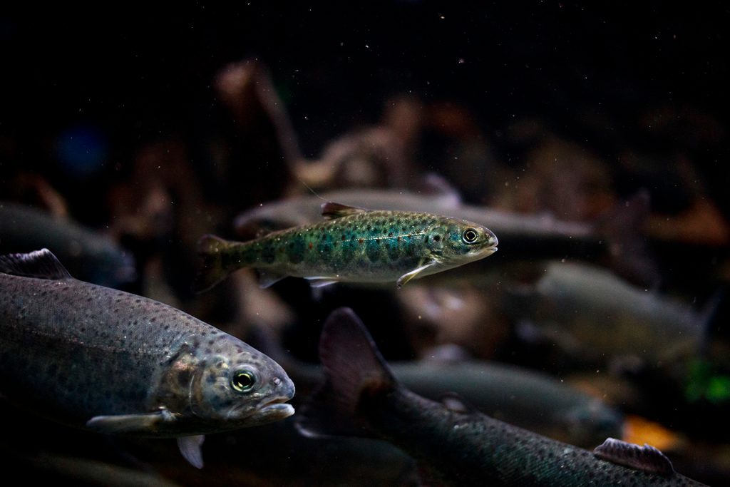 Atlantic Salmon reference
