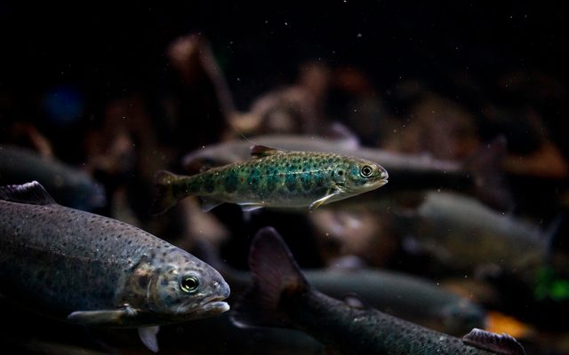 Atlantic Salmon reference