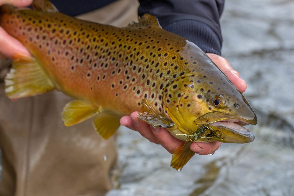 Brown Trout reference