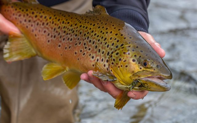 Brown Trout reference