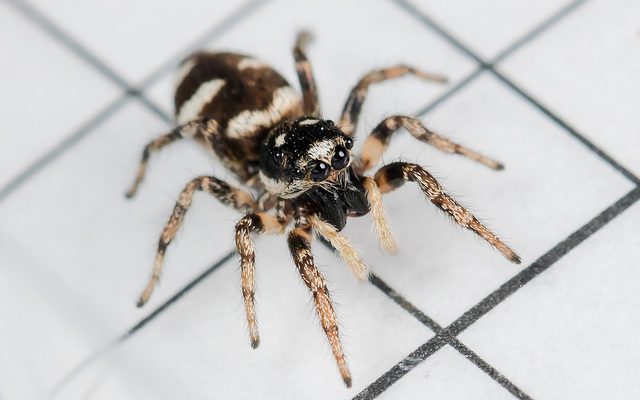 Zebra Jumping Spider reference