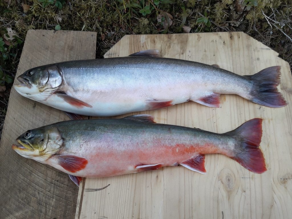 Arctic Char reference