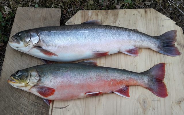 Arctic Char reference