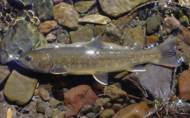 Bull Trout reference