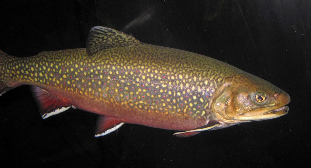 Brook Trout reference