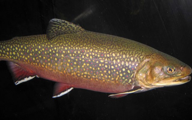 Brook Trout reference