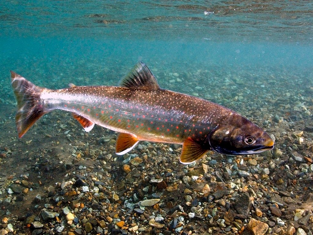 Dolly Varden reference
