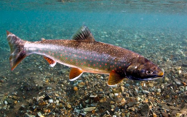 Dolly Varden reference