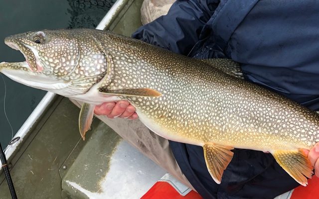 Lake Trout reference