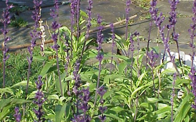 Mealycup Sage reference