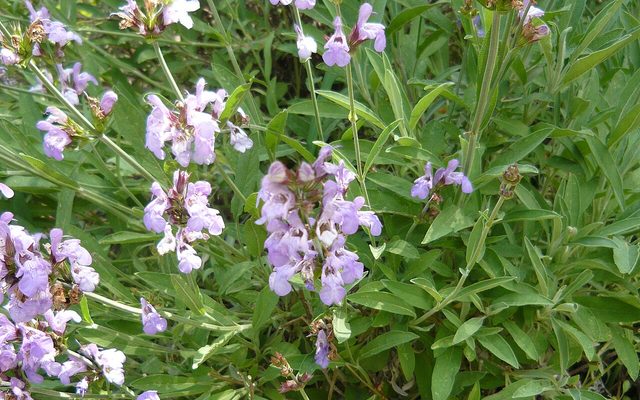 Spanish Sage reference
