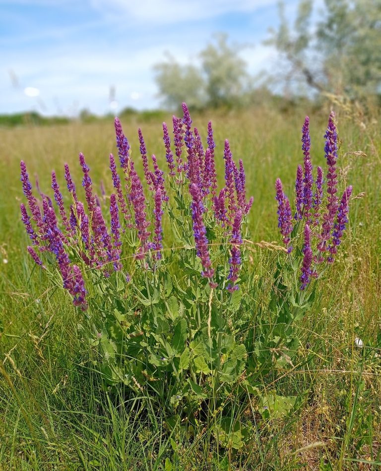 Purple Wood Sage reference
