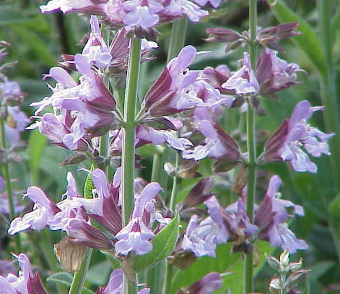 garden sage reference