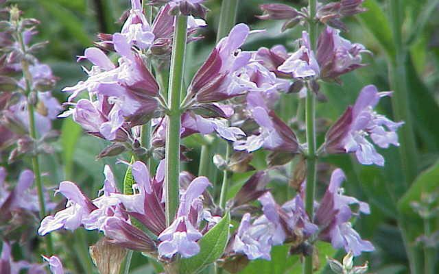 Common Sage reference