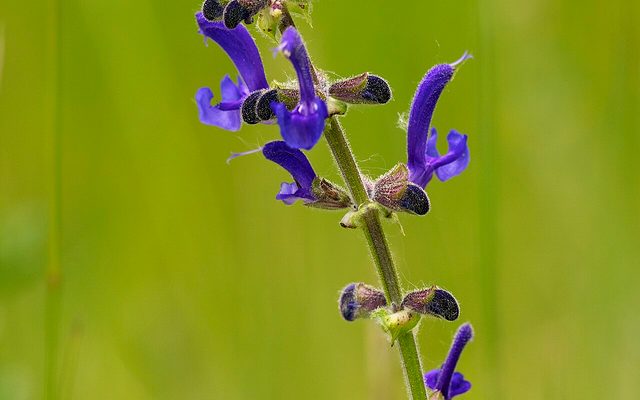 Meadow Sage reference