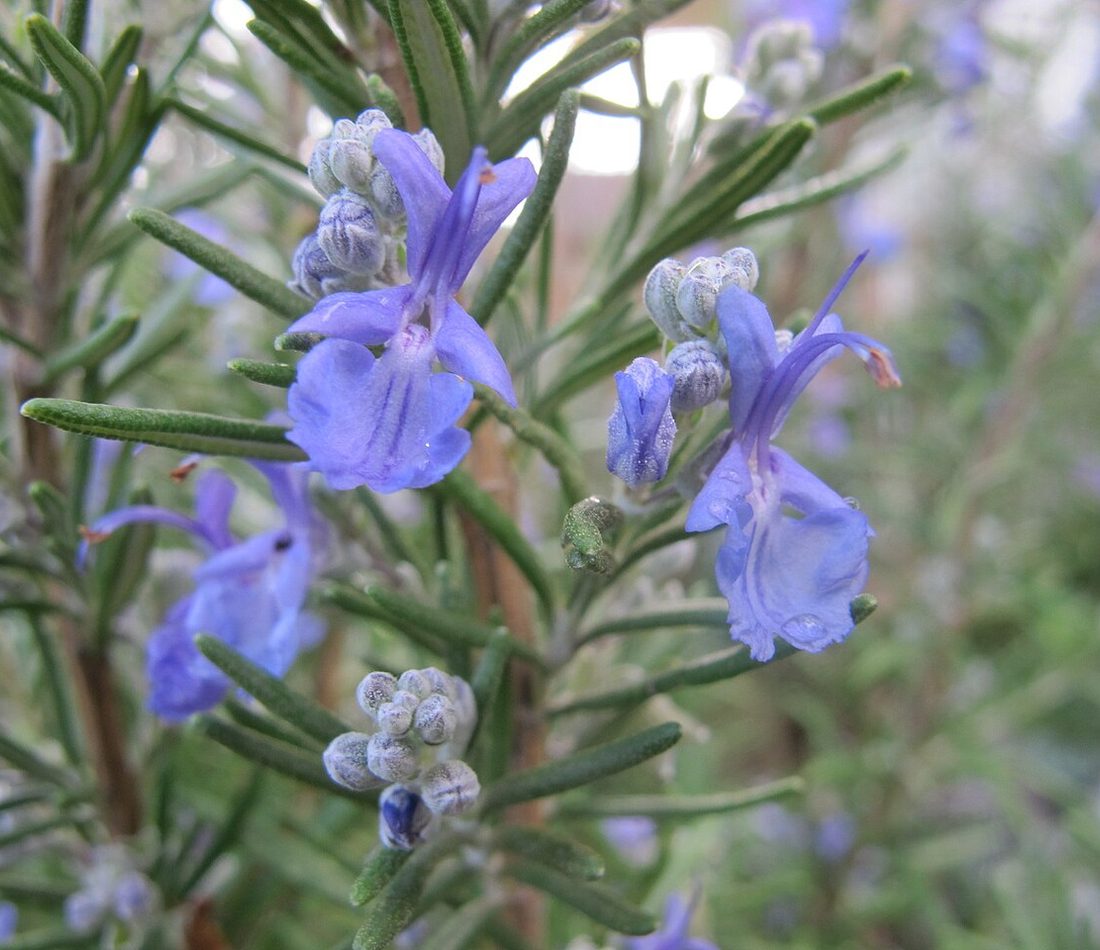 Rosemary reference