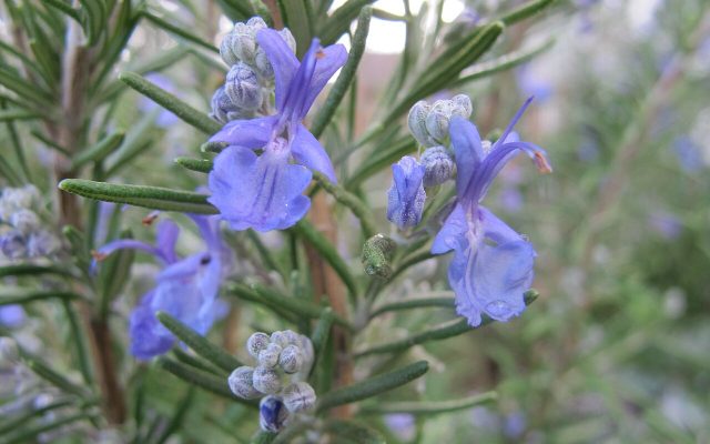 Rosemary reference