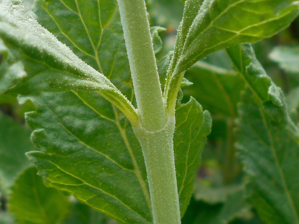 Swanleaf Clouding Sage reference