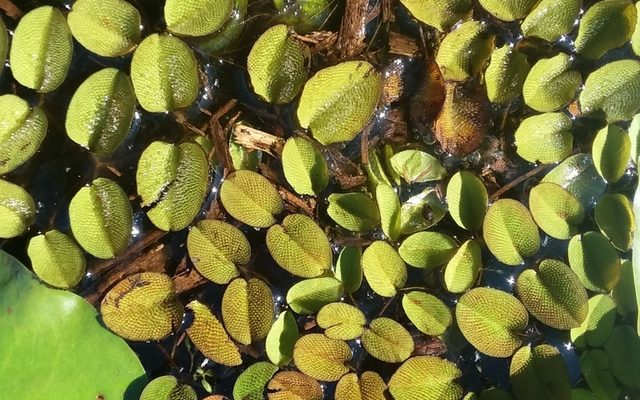 Kariba Weed reference