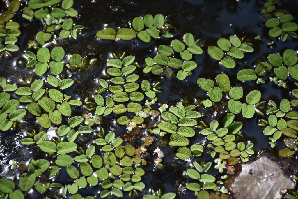 Floating Fern reference