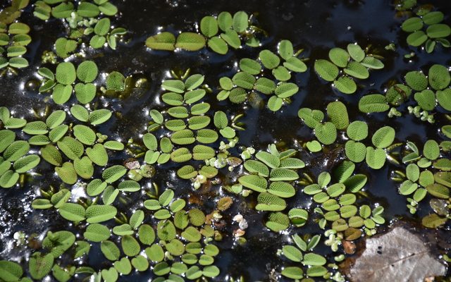 Floating Fern reference