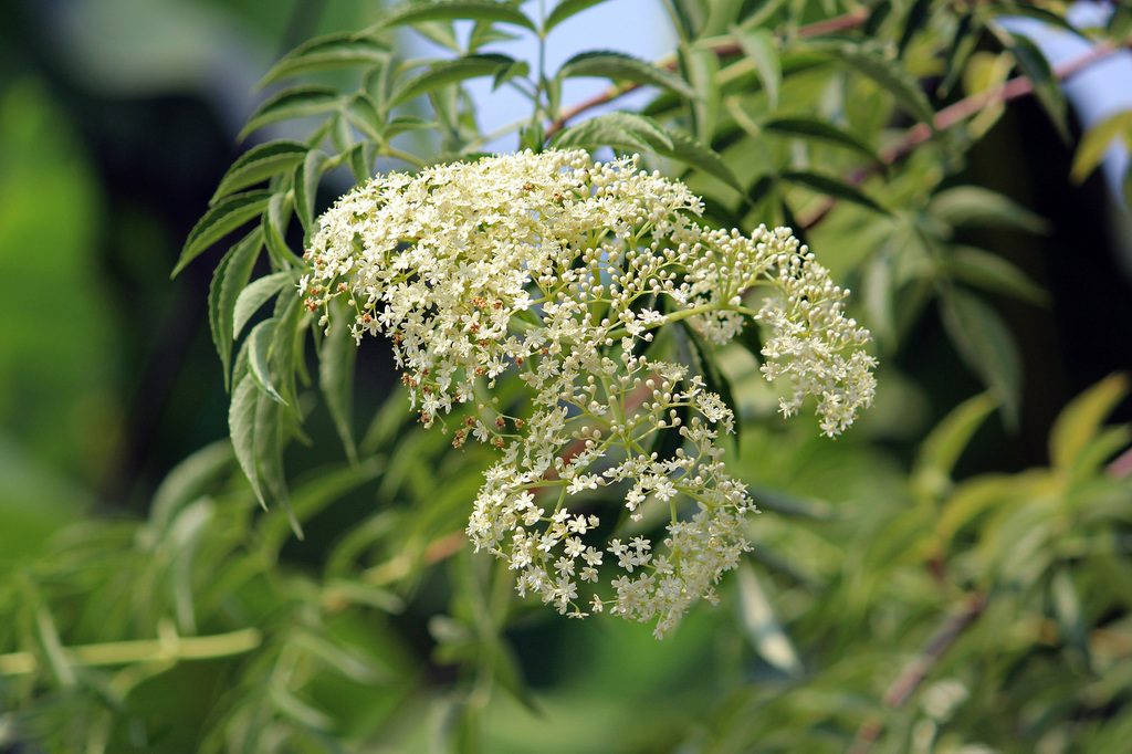 American black elderberry reference