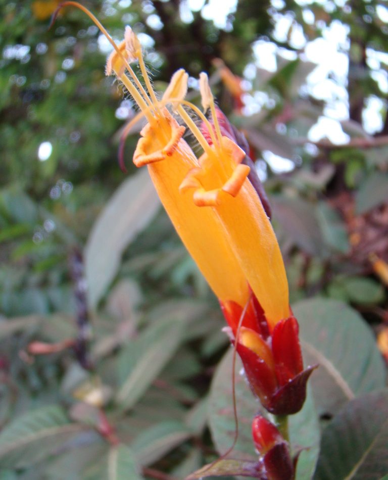 Sanchezia reference