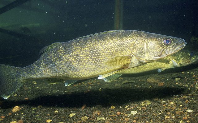 Walleye reference