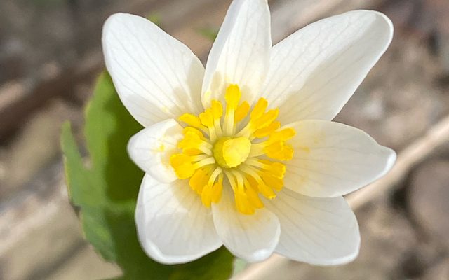 Bloodroot reference