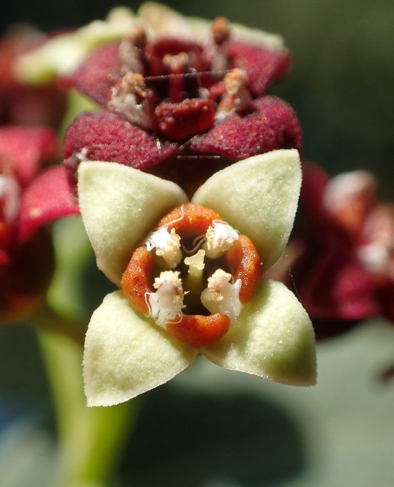 Indian Sandalwood reference