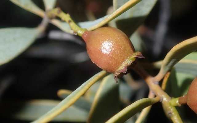 Australian Sandalwood reference