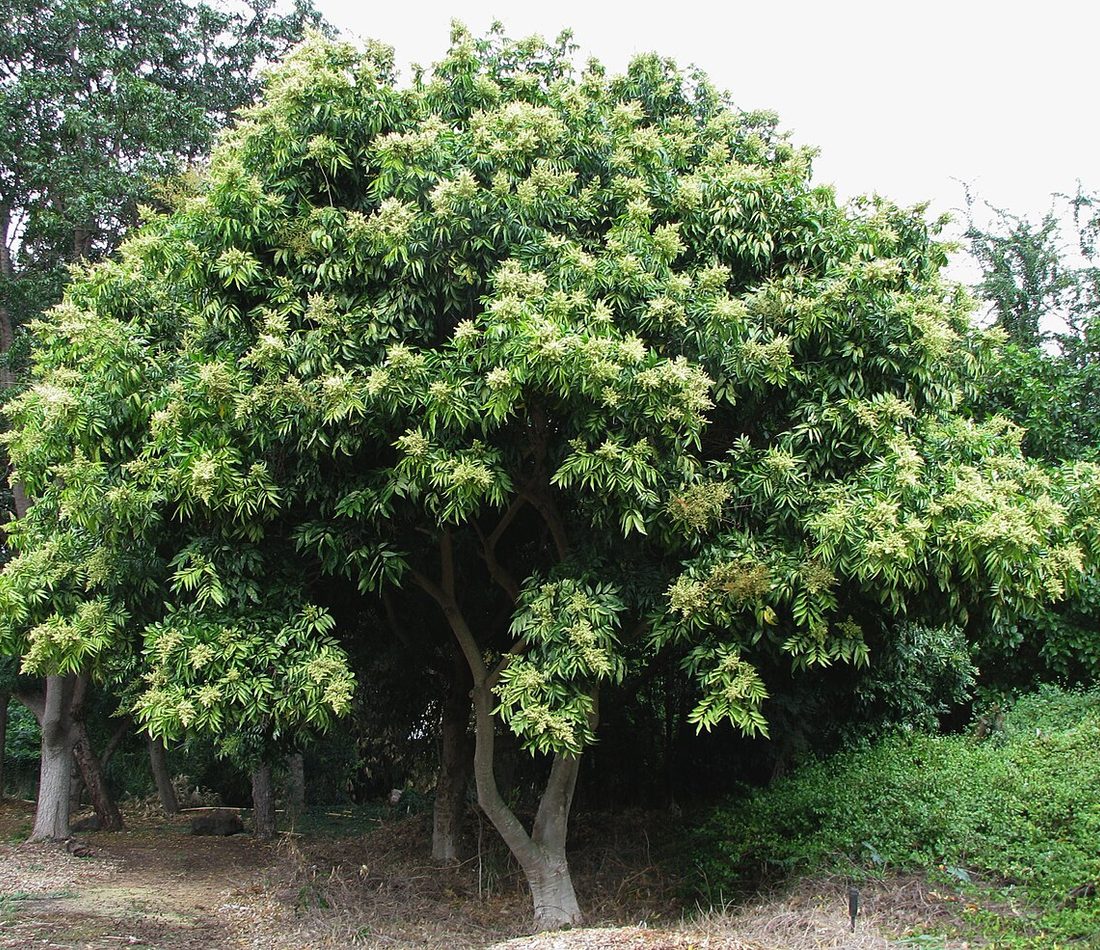 Sapindus saponaria reference
