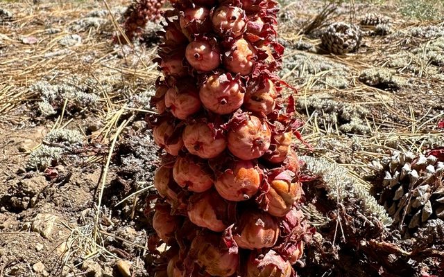 Snow Plant reference