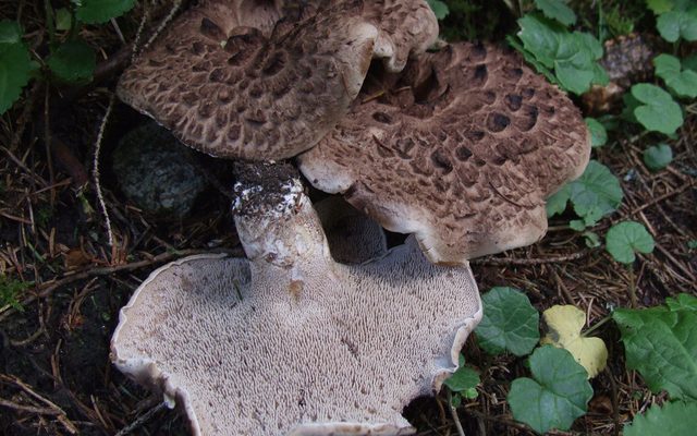 Scaly Tooth Fungus reference
