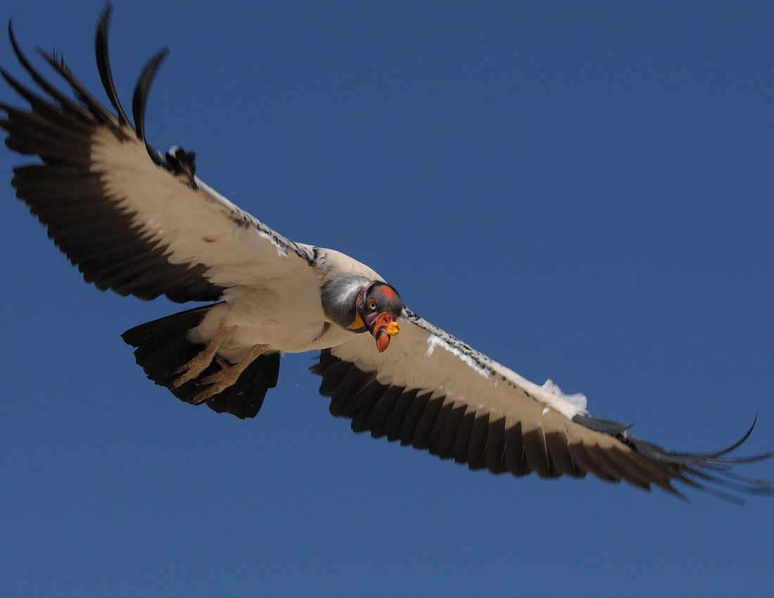 King Vulture reference