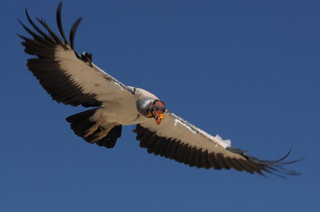 King Vulture reference